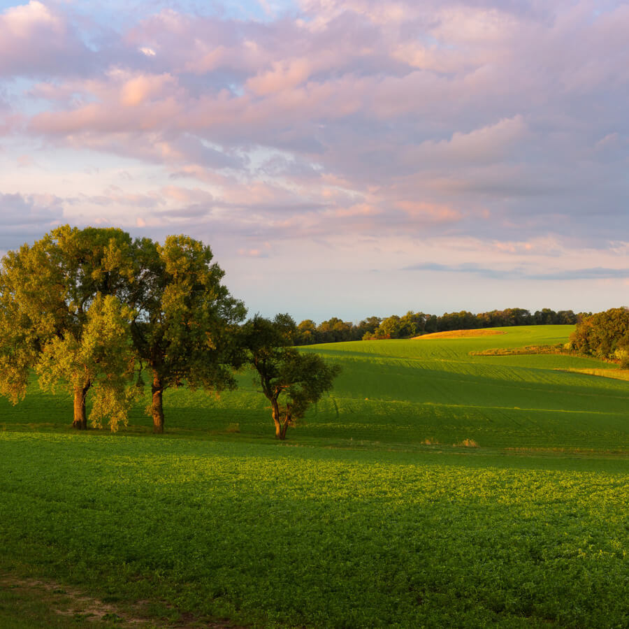 Open field with single tree at dusk